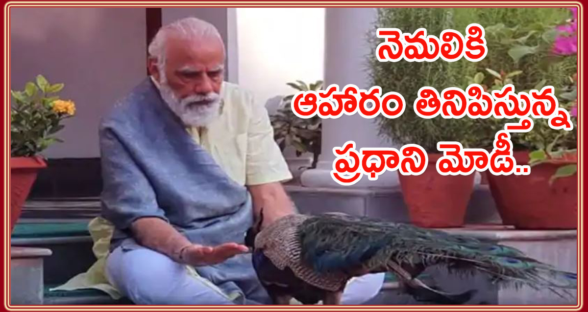 Modi feeding peacocks
