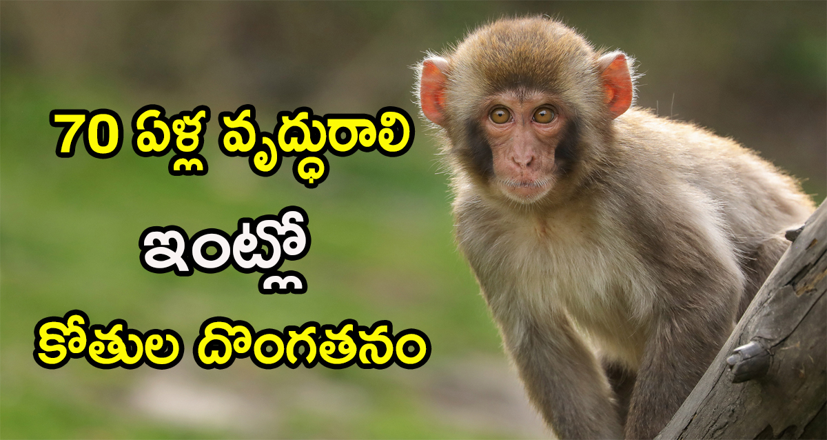 monkeys stolen money
