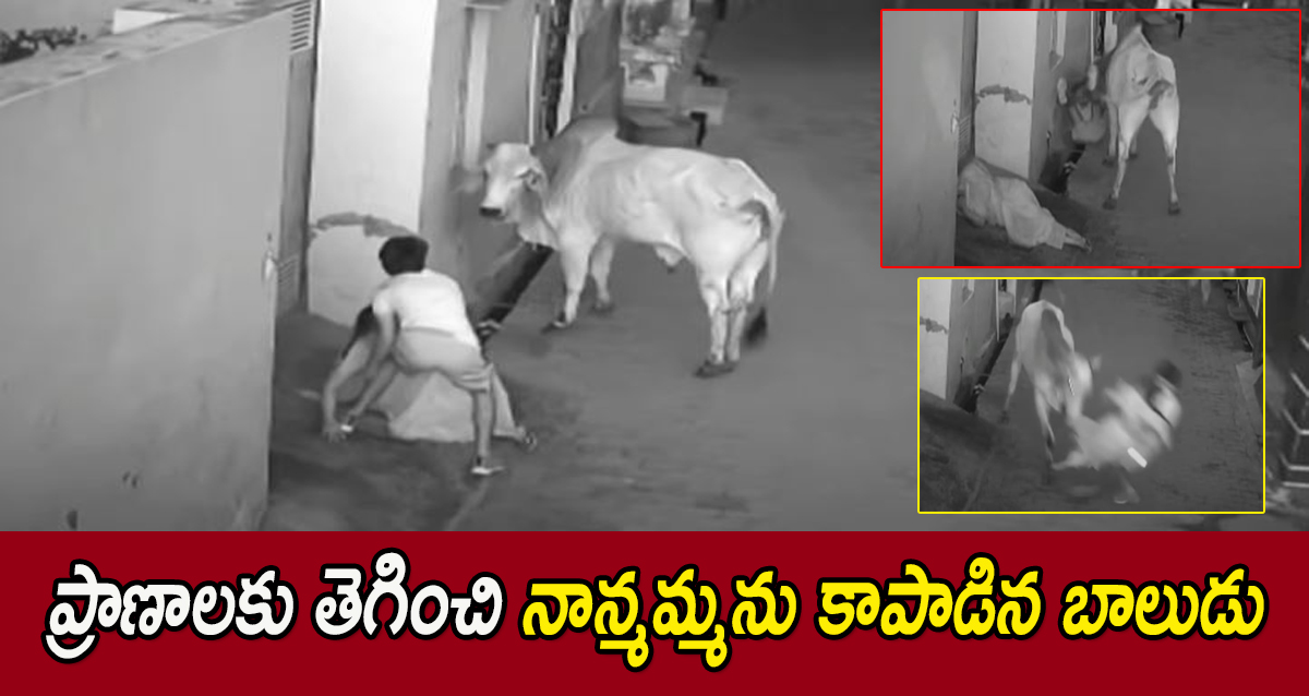 Boy saves grandmother from mad bull