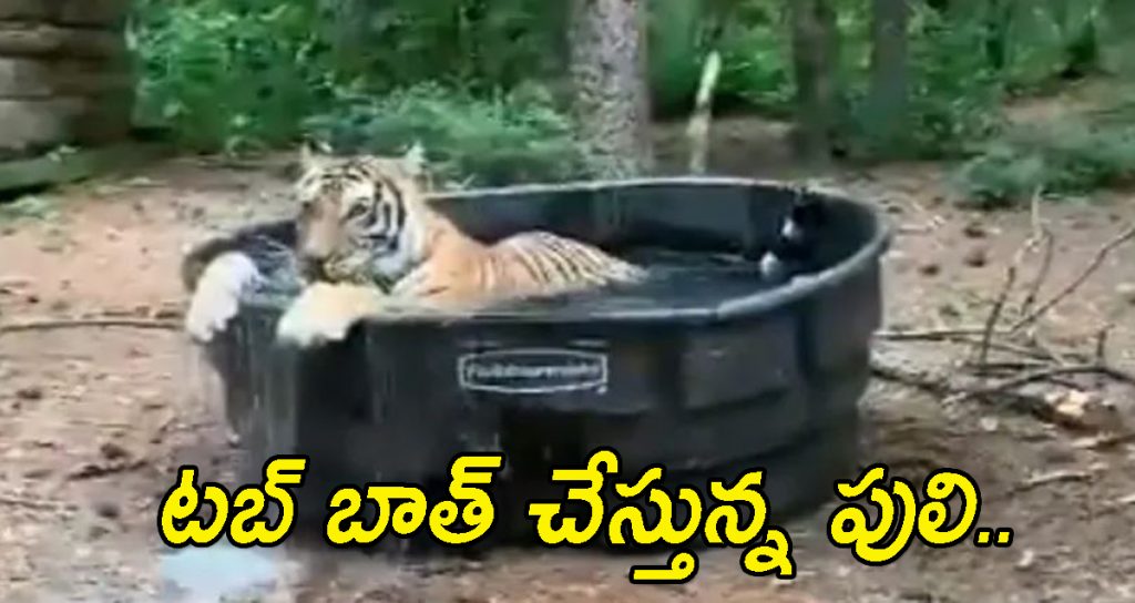 Tiger Tub Bath