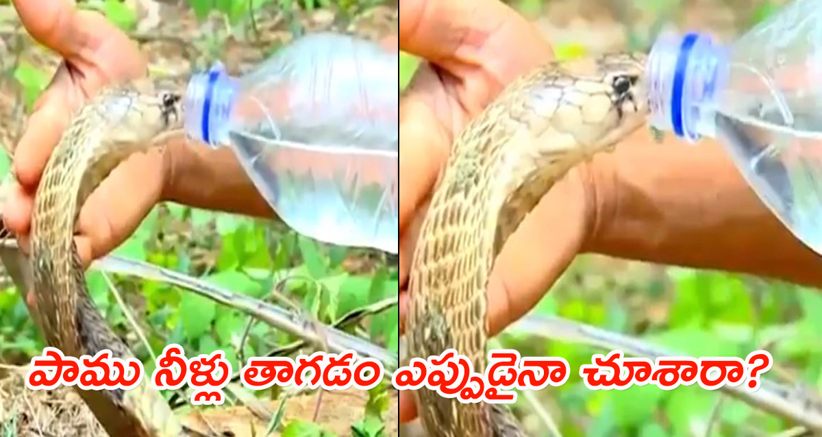 cobra drinks water